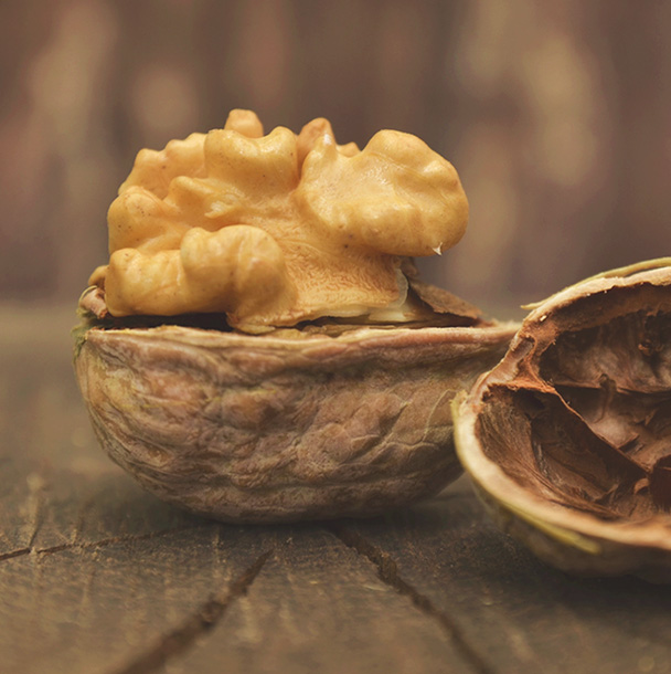 Close-up of walnut half-in shell